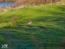 Hare - Zając